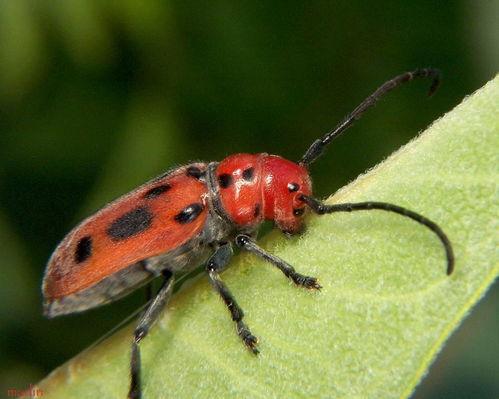 专吃瓜叶黄甲虫怎么治,高效治理策略全解析