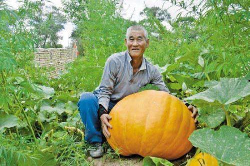 吃大瓜胃疼,吃大瓜的代价