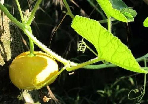 吃大瓜胃疼,吃大瓜的代价