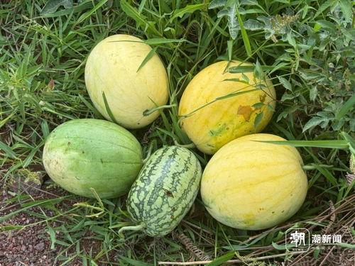 梦见揄小瓜吃,揭秘梦中揄小瓜吃的神秘寓意