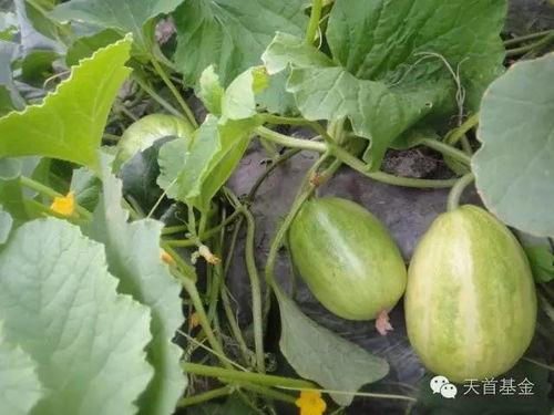 吃瓜会长大吗,揭秘吃瓜真的能长大之谜