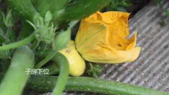 吃瓜会长大吗,揭秘吃瓜真的能长大之谜