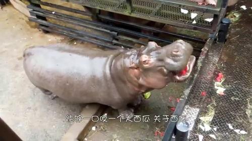 河马和大象吃瓜,生态和谐共融一景