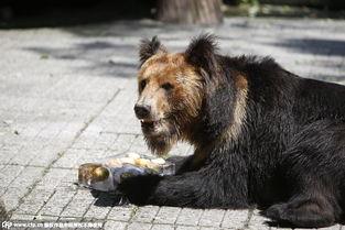 河马和大象吃瓜,生态和谐共融一景