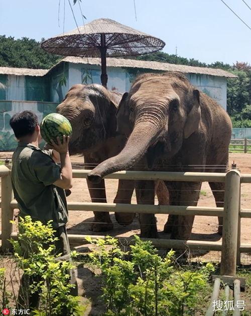 河马和大象吃瓜,生态和谐共融一景