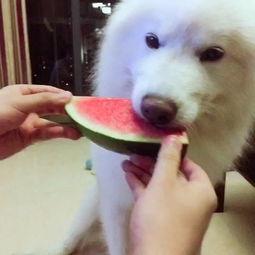 宠物吃瓜视频素材,瓜皮飞舞，萌态百出！