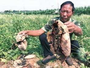 广宗最新吃瓜事件