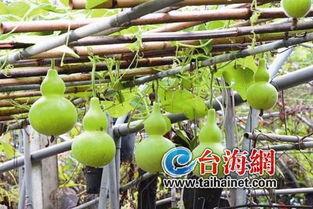 葫芦瓜煮熟吃,营养美味两不误