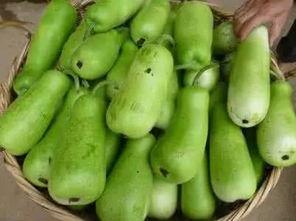 葫芦瓜煮熟吃,营养美味两不误