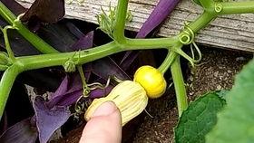 吃苗南瓜的瓜,从田间到餐桌的瓜果传奇