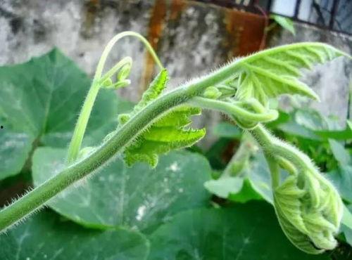 吃苗南瓜的瓜,从田间到餐桌的瓜果传奇