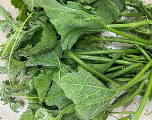 吃苗南瓜的瓜,从田间到餐桌的瓜果传奇