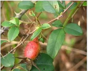 小金子吃瓜,揭秘娱乐圈幕后故事