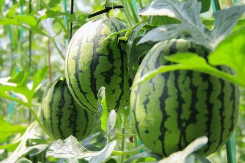 广西吃瓜群众名称,见证地方风土人情，品味生活百态