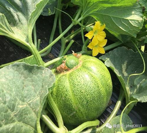 乡村鲜瓜可以吃吗,美味与安全的双重保障